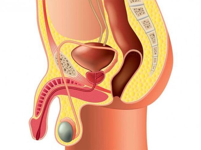 structure of genital organs